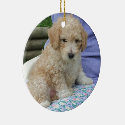 Ein wunderschöner Cavapoo Welpe, abgeschieden Keramikornament (Rechts)