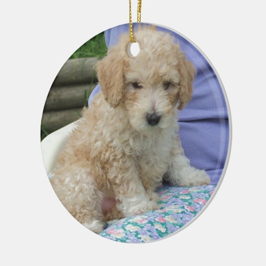 Ein wunderschöner Cavapoo Welpe, abgeschieden Keramikornament (Links)