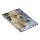 Ein wunderschöner Cavapoo Welpe, abgeschieden Notizblock (Rechte Seite)