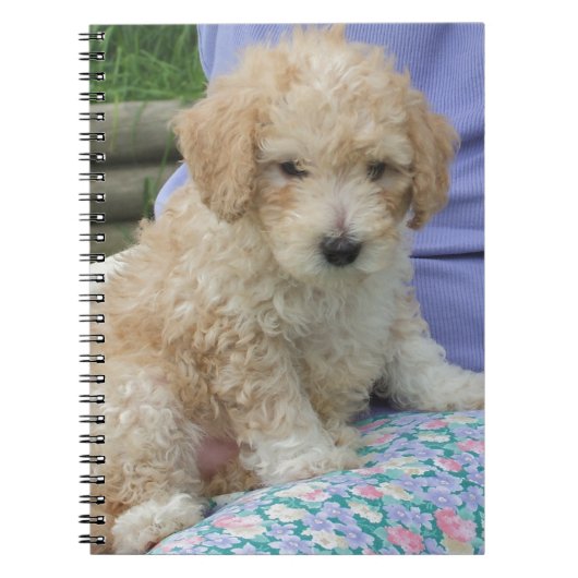 Ein wunderschöner Cavapoo Welpe, abgeschieden Notizblock (Vorderseite)