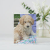Ein wunderschöner Cavapoo Welpe, abgeschieden Postkarte (Stehend Vorderseite)