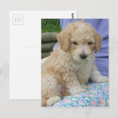 Ein wunderschöner Cavapoo Welpe, abgeschieden Postkarte (Vorne/Hinten)
