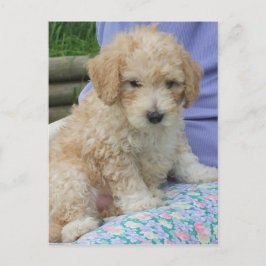 Ein wunderschöner Cavapoo Welpe, abgeschieden Postkarte