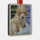 Ein wunderschöner Cavapoo Welpe, abgeschieden Silbernes Ornament (Rechts)