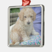 Ein wunderschöner Cavapoo Welpe, abgeschieden Silbernes Ornament (Links)