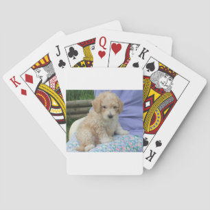 Ein wunderschöner Cavapoo Welpe, abgeschieden Spielkarten
