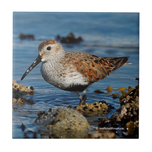 Ein wunderschöner Dunlin Goes Solo Fliese (Vorderseite)