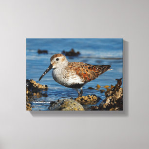 Ein wunderschöner Dunlin Goes Solo Leinwanddruck