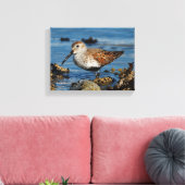 Ein wunderschöner Dunlin Goes Solo Leinwanddruck (Insitu (Wohnzimmer))