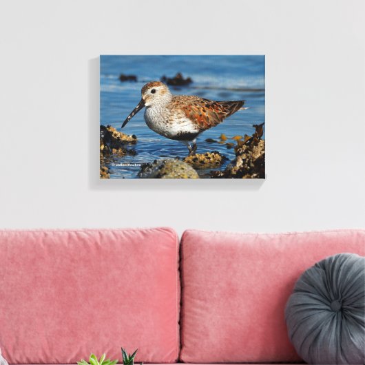 Ein wunderschöner Dunlin Goes Solo Leinwanddruck (Insitu (Wohnzimmer))