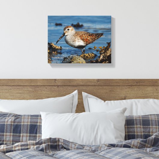 Ein wunderschöner Dunlin Goes Solo Leinwanddruck (Insitu (Schlafzimmer))