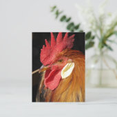 Ein wunderschöner Leghorn-Hahn Postkarte (Stehend Vorderseite)