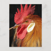 Ein wunderschöner Leghorn-Hahn Postkarte (Vorderseite)