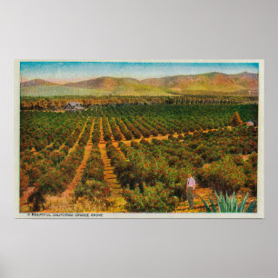 Ein wunderschöner Orange GroveState Poster