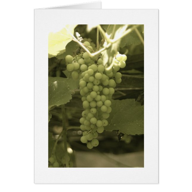 Ein wunderschöner Traubenhaufen (Vorne)