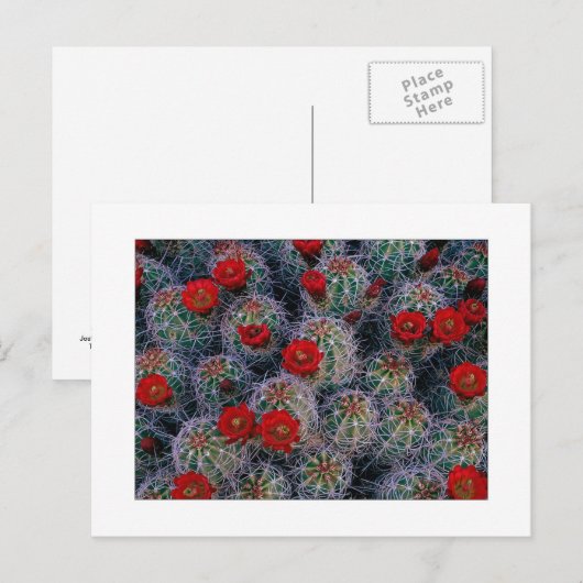 "Ein Wüstengarten für Rose" Postkarte (Vorne/Hinten)