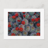 "Ein Wüstengarten für Rose" Postkarte (Vorderseite)