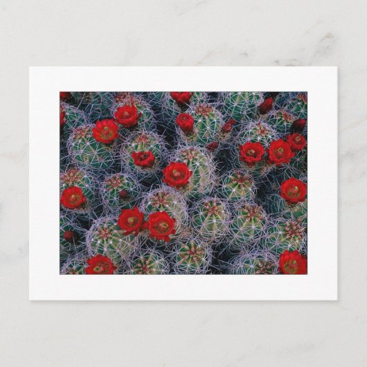 "Ein Wüstengarten für Rose" Postkarte (Vorderseite)