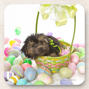 Ein Yorkie-poo Welpe, der einen Ostern-Korb Getränkeuntersetzer