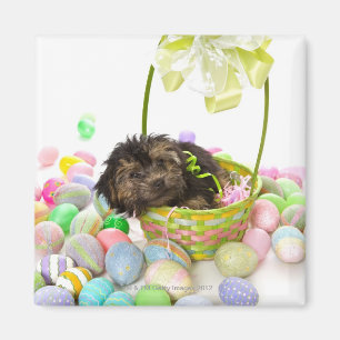 Ein Yorkie-poo Welpe, der einen Ostern-Korb Magnet