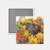 Ein Yorkie-Poo-Welpe in einem Korb aus künstlichen Magnet (Vorderseite/Rückseite)