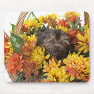 Ein Yorkie-Poo Welpe in einem Korb von künstliche Mousepad