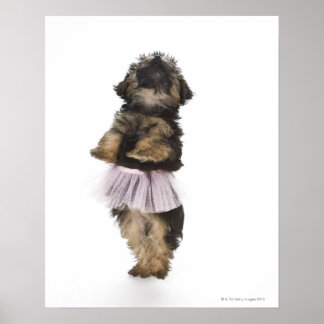 Ein Yorkie-poo Welpe in einem Tutu auf ihren Hinte Poster
