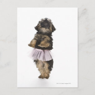 Ein Yorkie-poo Welpe in einem Tutu auf ihren Hinte Postkarte