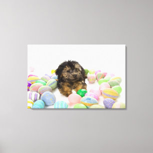 Ein Yorkie-poo Welpe und Ostereier Leinwanddruck