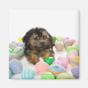 Ein Yorkie-poo Welpe und Ostereier Magnet