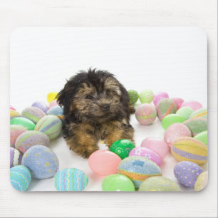 Ein Yorkie-poo Welpe und Ostereier Mousepad