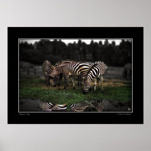 Ein Zeal von Zebras Poster (Vorne)