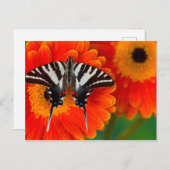 Ein zebra-Frack-Schmetterling Postkarte (Vorne/Hinten)