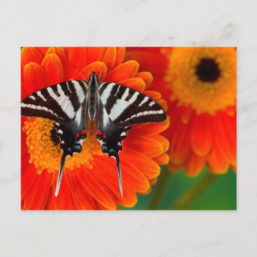 Ein zebra-Frack-Schmetterling Postkarte (Vorderseite)
