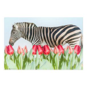 Ein Zebra unter den Tulpen Fotodruck