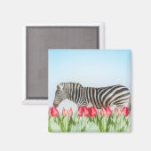 Ein Zebra unter den Tulpen Magnet (Vorderseite/Rückseite)
