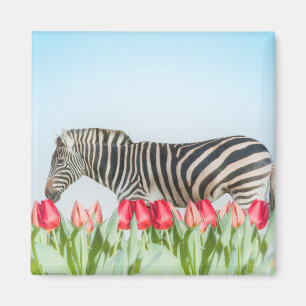 Ein Zebra unter den Tulpen Magnet