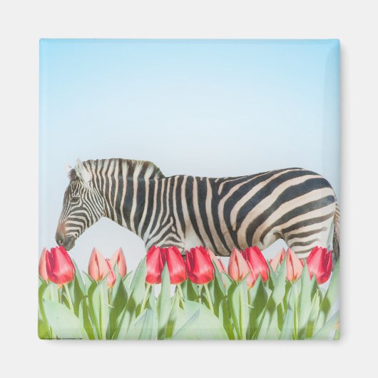Ein Zebra unter den Tulpen Magnet (Vorne)