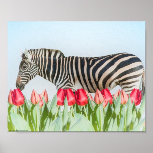 Ein Zebra unter den Tulpen Poster (Vorne)