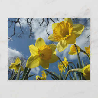 EIN ZEICHEN DER FRÜHZEIT POSTKARTE