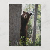 Ein Zimtbär Postkarte (Vorderseite)
