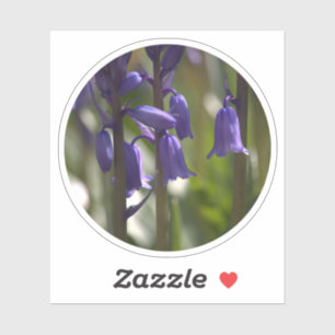 Ein Zirkel von Bluebells in gedeckter Frühlingsson Aufkleber