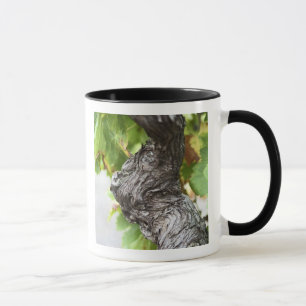 Ein Zweig einer sehr alten Rebe mit knotigem Tasse