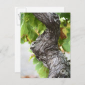 Ein Zweig einer sehr alten Weinrebe mit Gnadeln Postkarte (Vorne/Hinten)