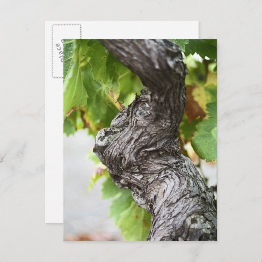 Ein Zweig einer sehr alten Weinrebe mit Gnadeln Postkarte (Vorne/Hinten)