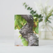 Ein Zweig einer sehr alten Weinrebe mit Gnadeln Postkarte (Stehend Vorderseite)