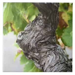 Ein Zweig einer sehr alten Weinrebe mit Graupen Fliese
