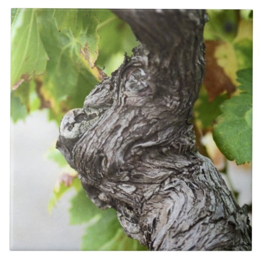 Ein Zweig einer sehr alten Weinrebe mit Graupen Fliese (Vorderseite)