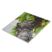 Ein Zweig einer sehr alten Weinrebe mit Graupen Fliese (Seite)