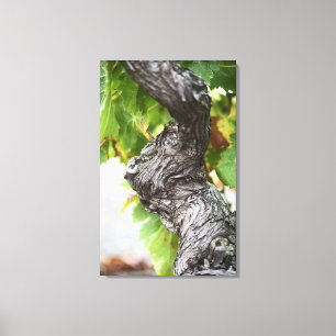 Ein Zweig einer sehr alten Weinrebe mit Graupen Leinwanddruck